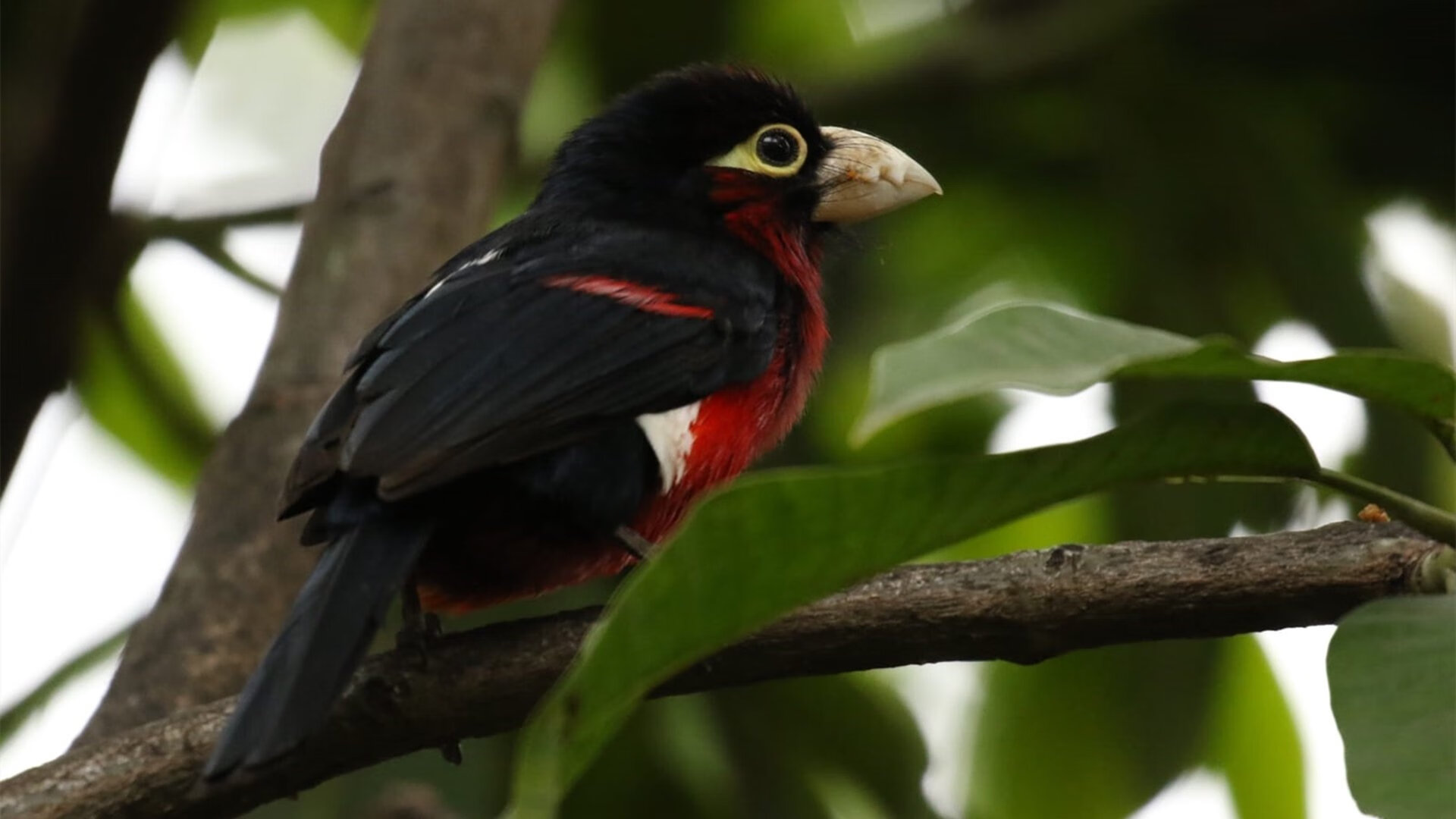 开云中国大陆-“中国足球运动员留洋频道：挑战与机遇”，最新中国留洋足球运动员