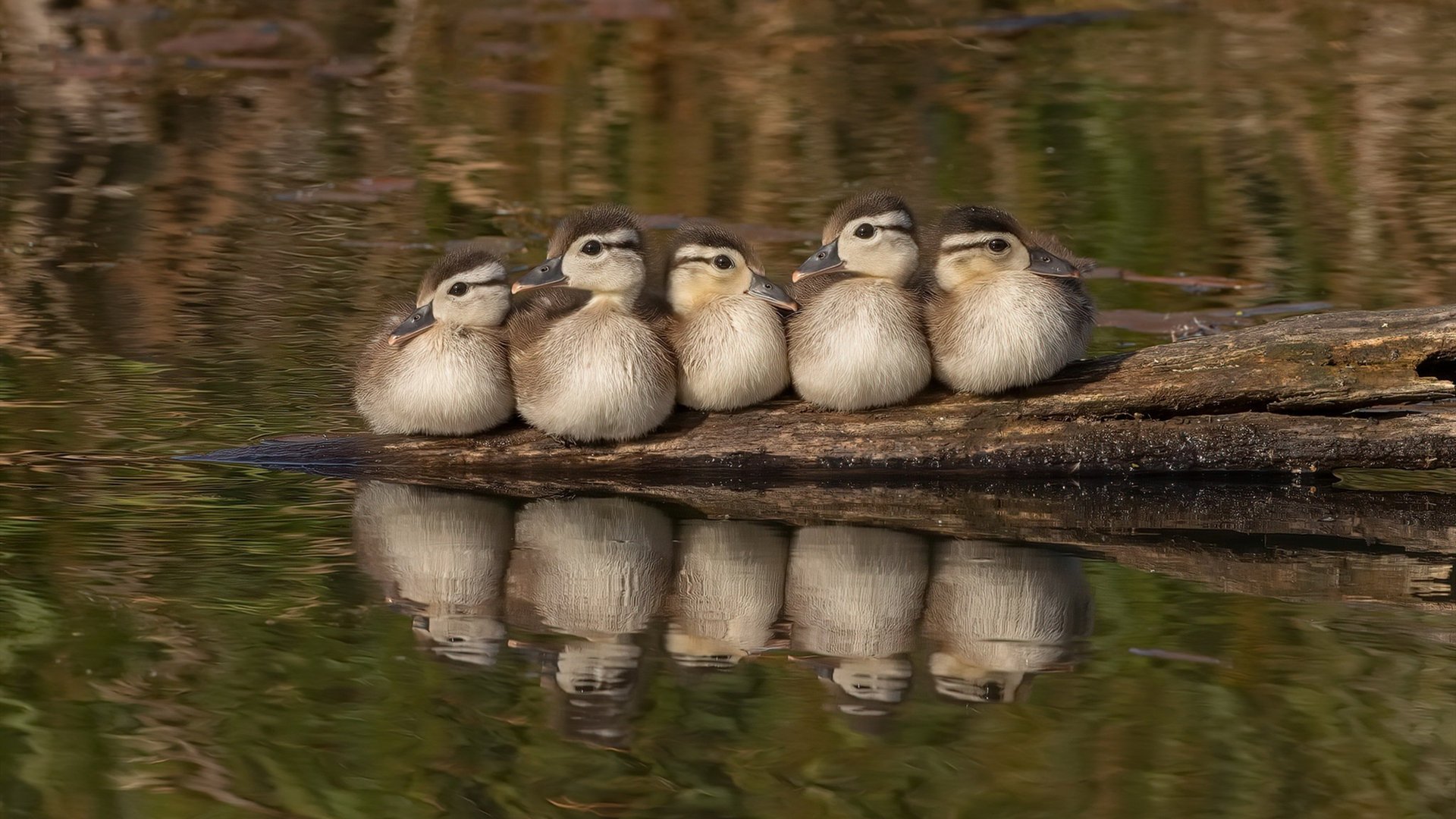 “一带一路”背景下青少年足球国际合作项目不断深化,行业持续走高