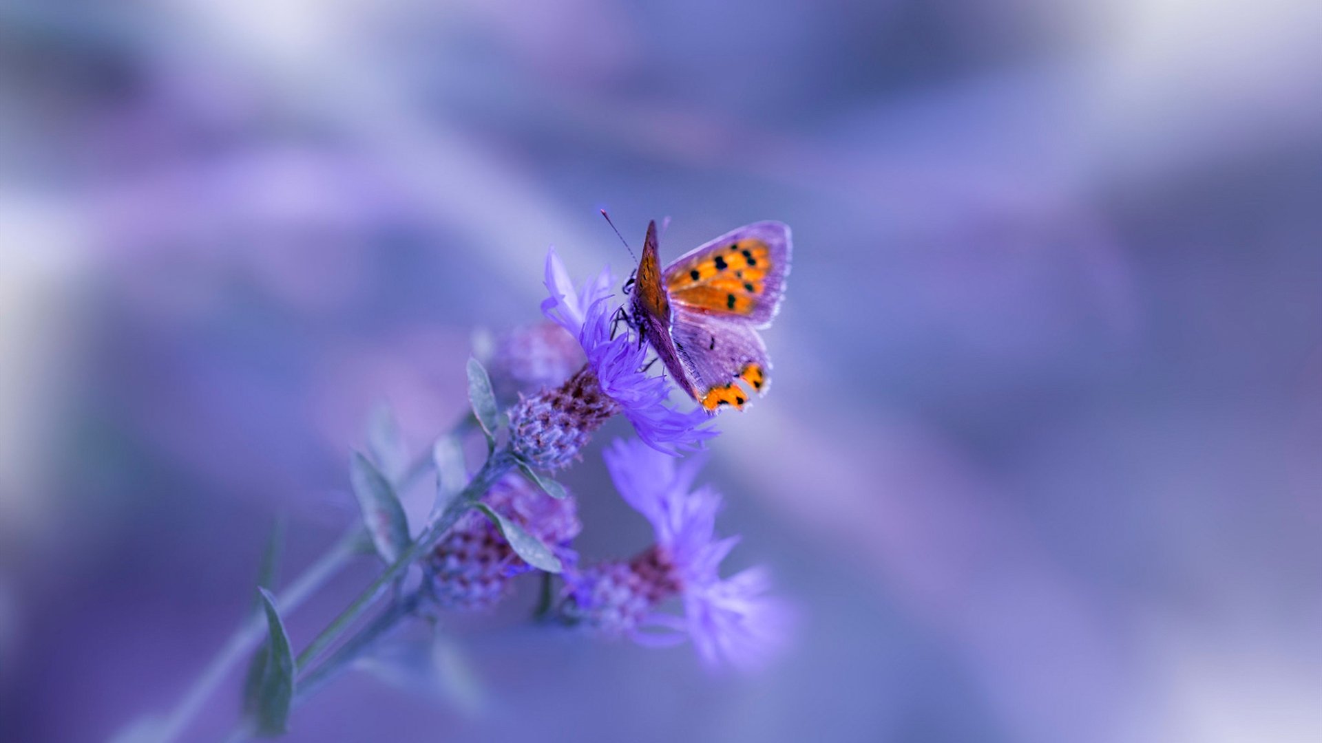 “国家队集训营开启,为2026世界杯蓄力”,世界国家队联赛