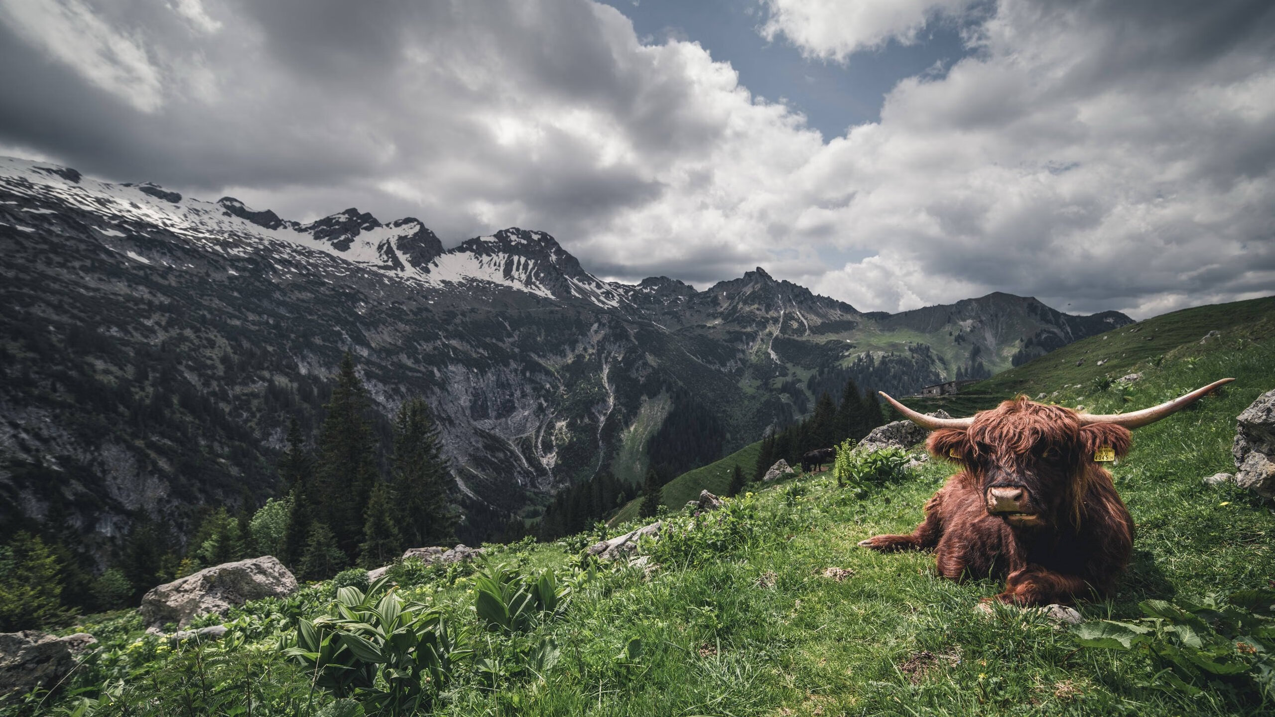 爱游戏体育APP下载-“德甲联盟进入关键阶段，冠军争夺再度升级”，德甲冠军次数排名最新