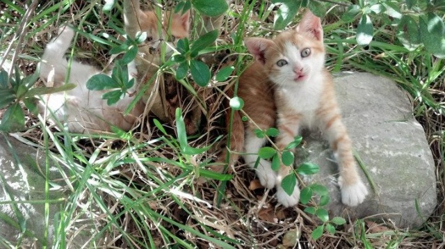 “高原冲刺：雪山顶上的极峰行动”，雪山顶端