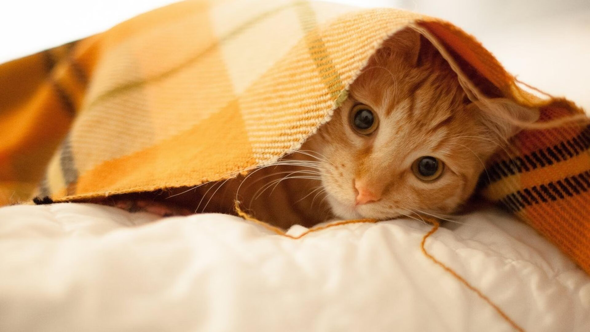 以足球+科技推动校园体育高质量发展,校园足球的推广和发展