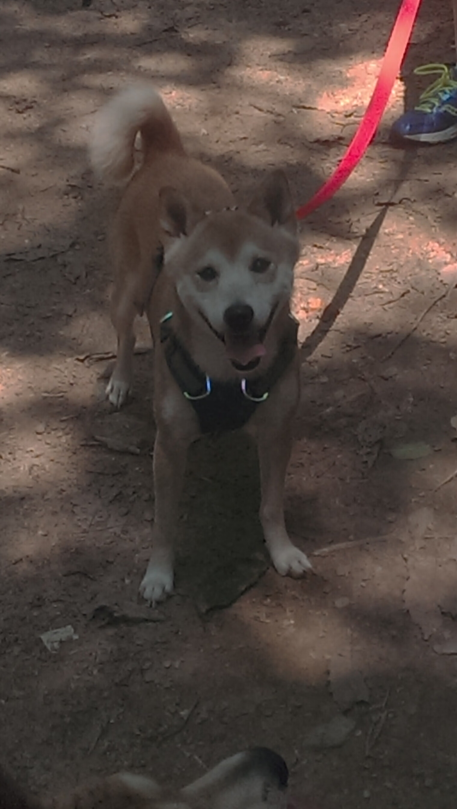 国家级足球文化节逐步成为城市体育文化品牌,足球文化节活动有哪些