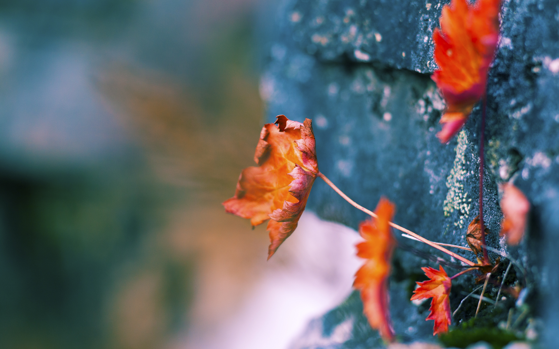 多面手风采：篮球场上的全能战士，多样篮球