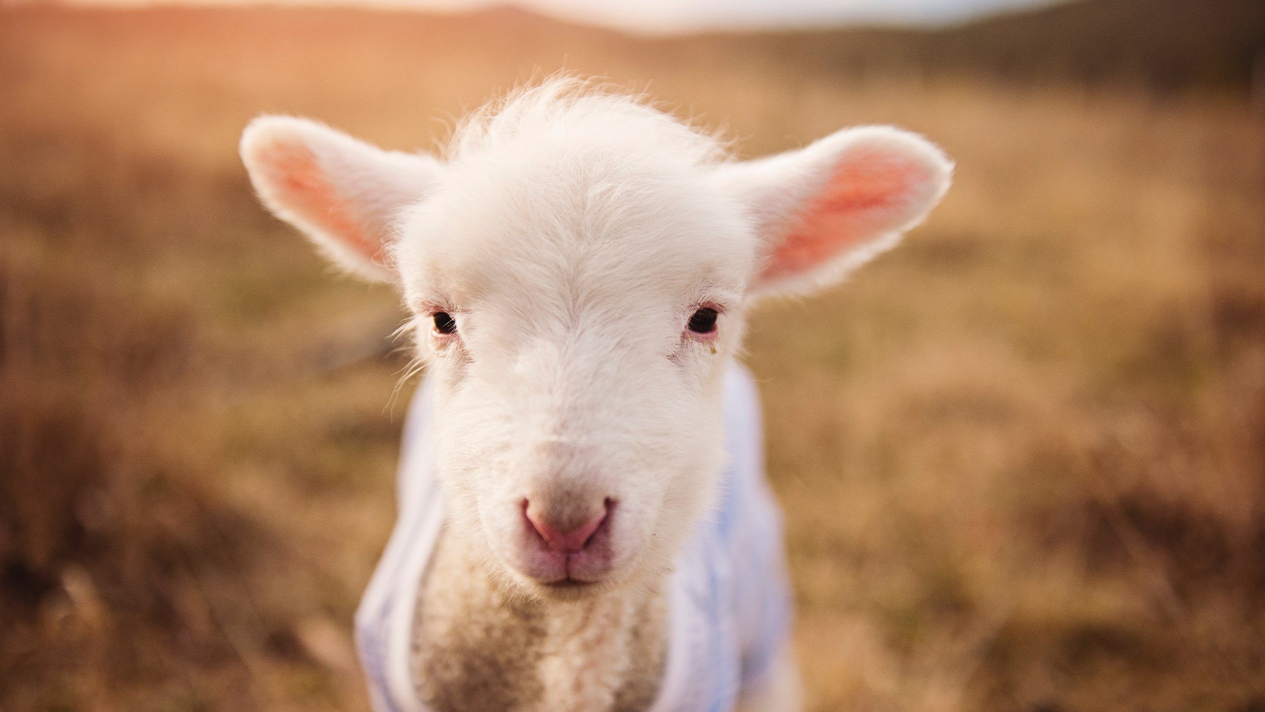 爱游戏体育平台-绿色“智慧场馆+低碳建筑”行业新标准在全国推广落地，行业绿色发展不断推进