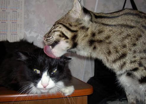 赛季最佳“冷门”队伍:中国球队崭露头角,冷门球员