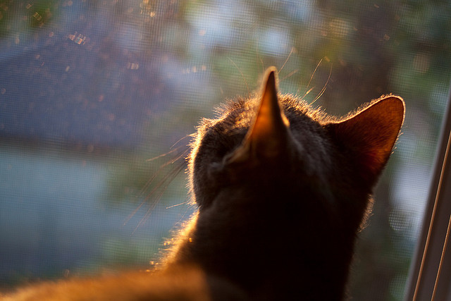 车手心理战：比赛中的心态调控与决胜要诀，车手团队