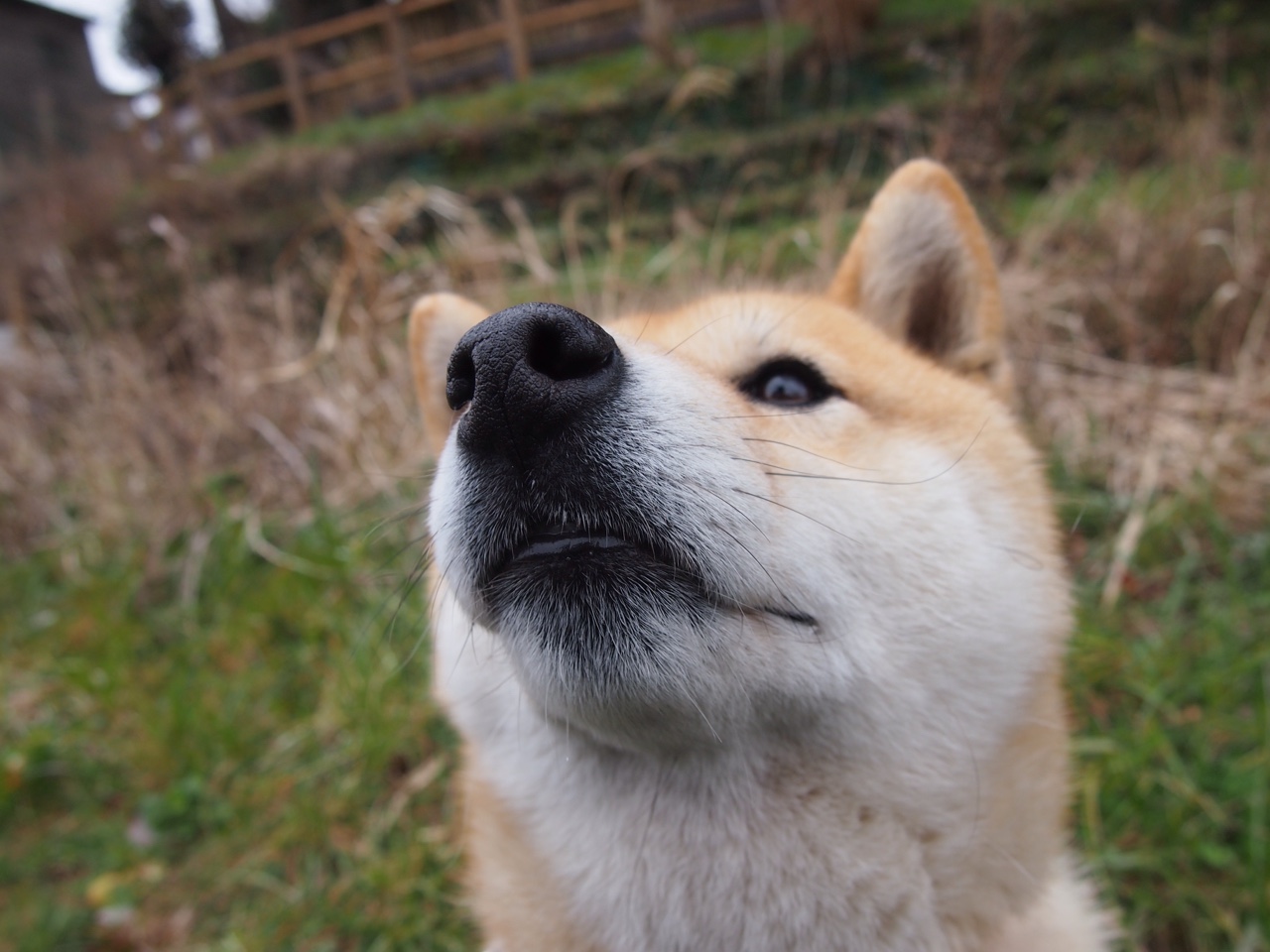 上海海港锋线强势，冲击中超霸主地位，上海海港队2021赛程表