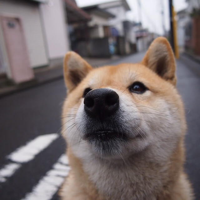 爱游戏登录入口-勒沃库森取得连胜，提升德甲联赛排名，勒沃库森德国杯实时比分