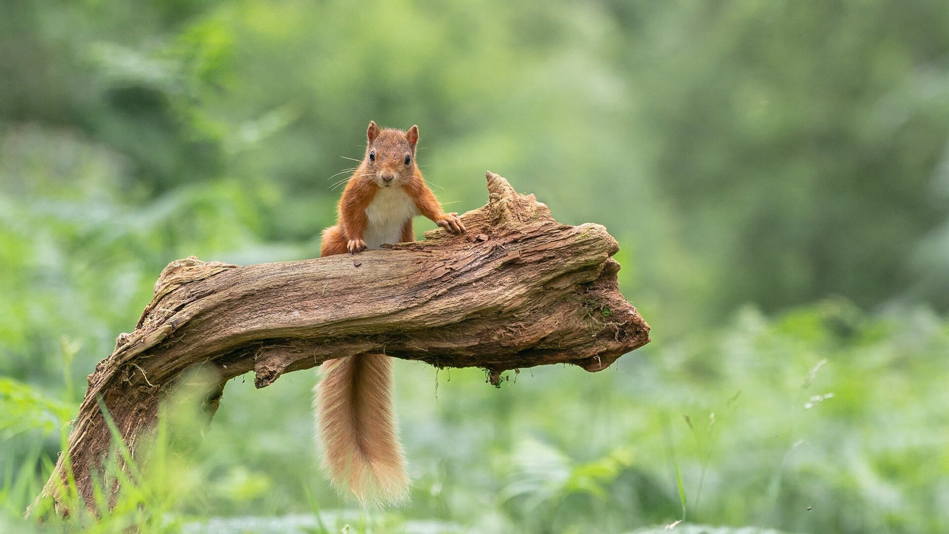 爱游戏官方-巴萨前锋破解对手防线，领先其他射手一步，巴萨历史的传奇前锋