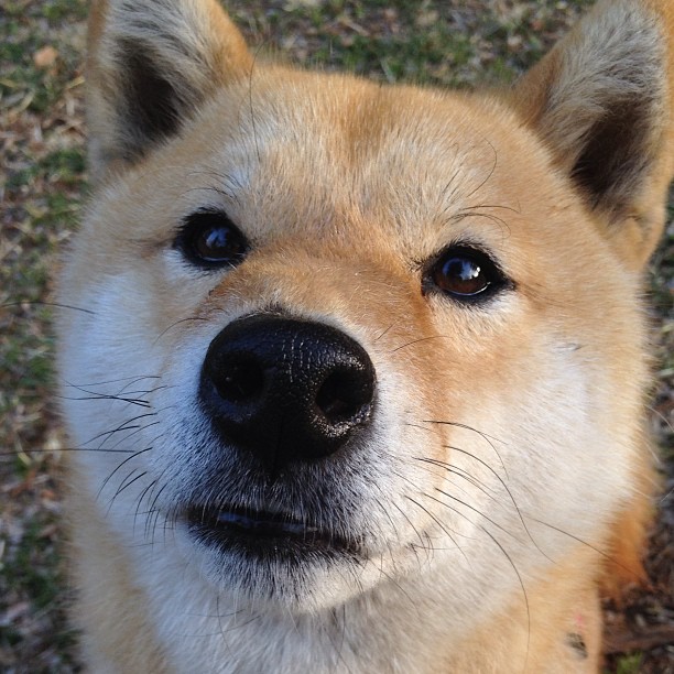 AYX体育官网-枫叶队进攻配合默契，轻松取胜对手，枫叶队marner