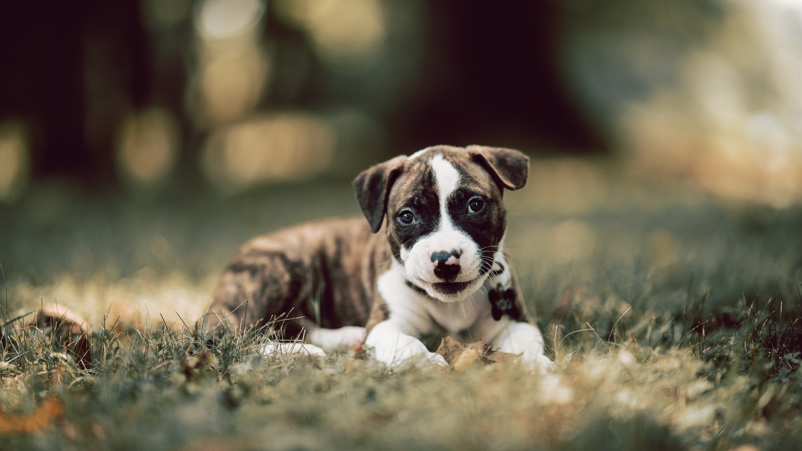 浙江男篮胜出,场上表现有目共睹!,浙江男篮最新名单