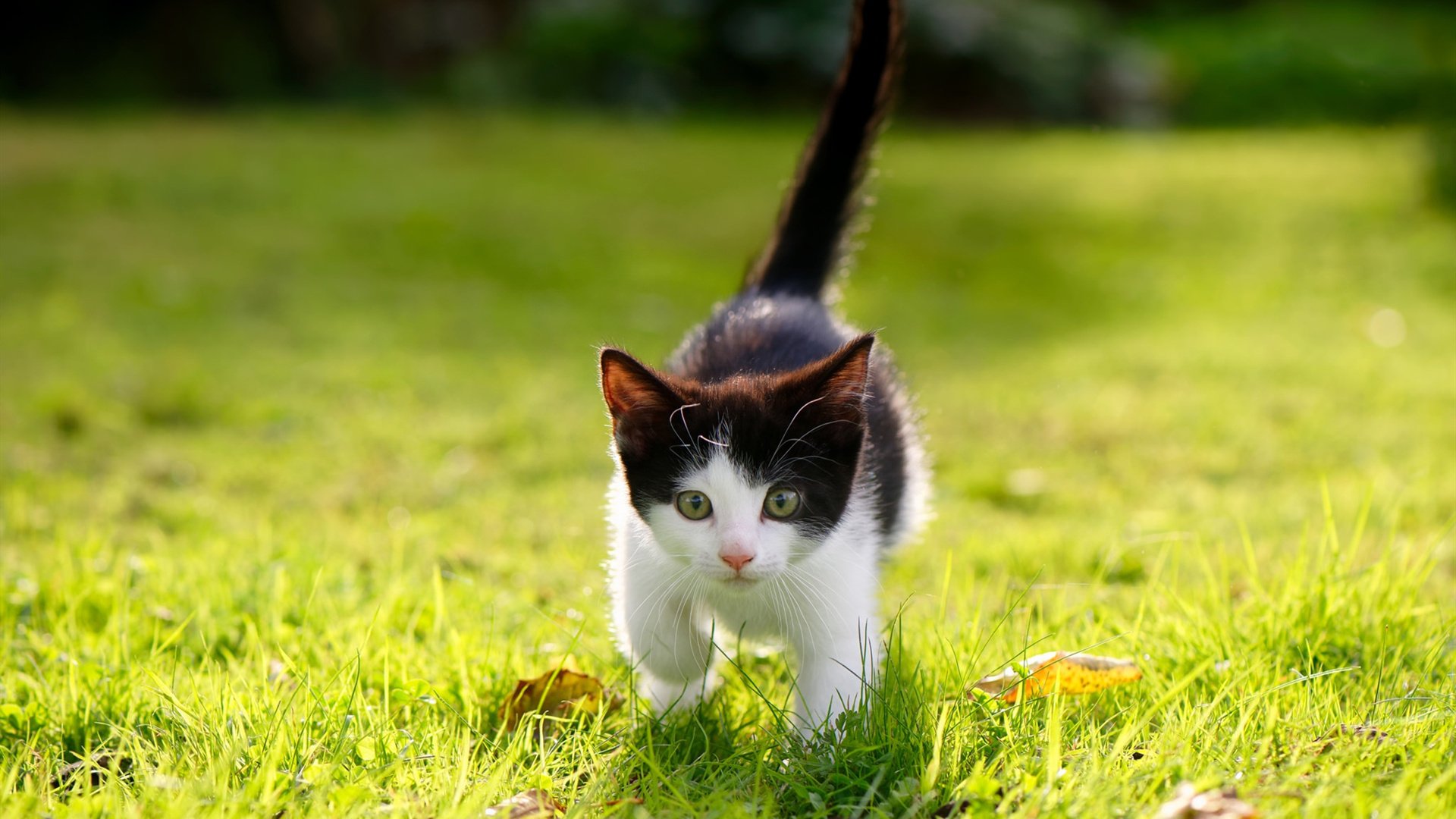 爱游戏体育（AYX）官方APP下载-芝加哥熊队在选秀中选中顶级四分卫，芝加哥小熊队知名球员