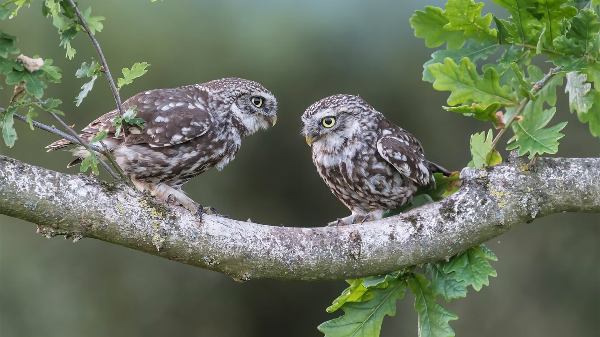 爱游戏-都灵-客负AC米兰，遭遇连败，都灵0-7ac米兰