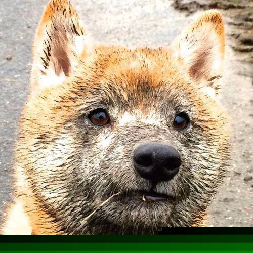 AYX SPORTS-阿拉维斯逆袭战胜强敌，实力获得认可，阿拉维斯转入球员