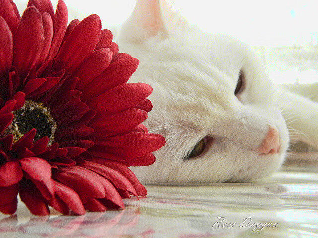 AYX GAMING-奥运村食品追溯系统上线保障饮食安全，奥运村食物