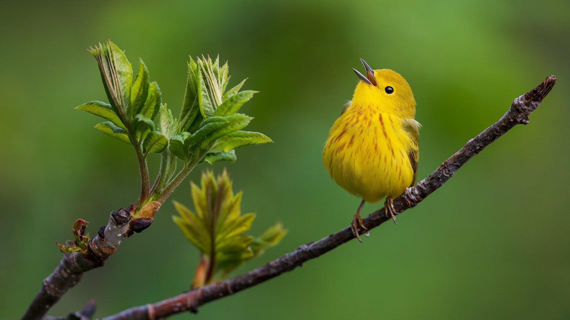各类足球训练App持续优化,提供个性化学习方案,足球训练app什么好