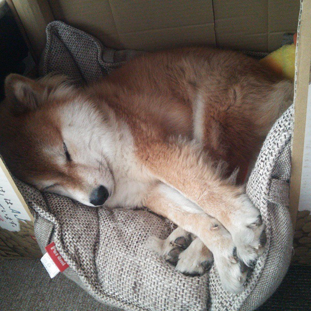 意甲攻势如潮：闪电突袭，令人瞠目！，二战意大利闪电师