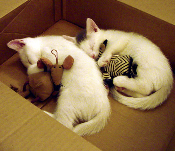 AYX GAMING-法甲新秀崛起：未来领袖大展身手！，法甲新logo