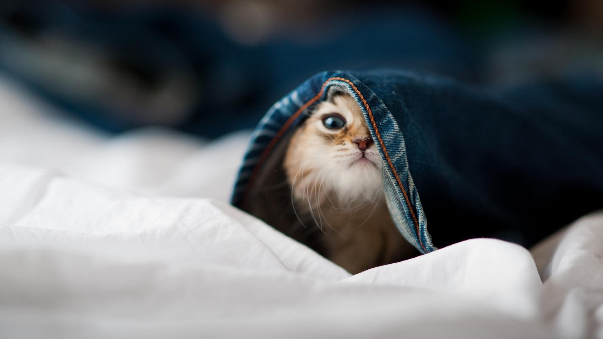 法甲未来之星:新秀崛起,未来无限!,足球未来之星阵容