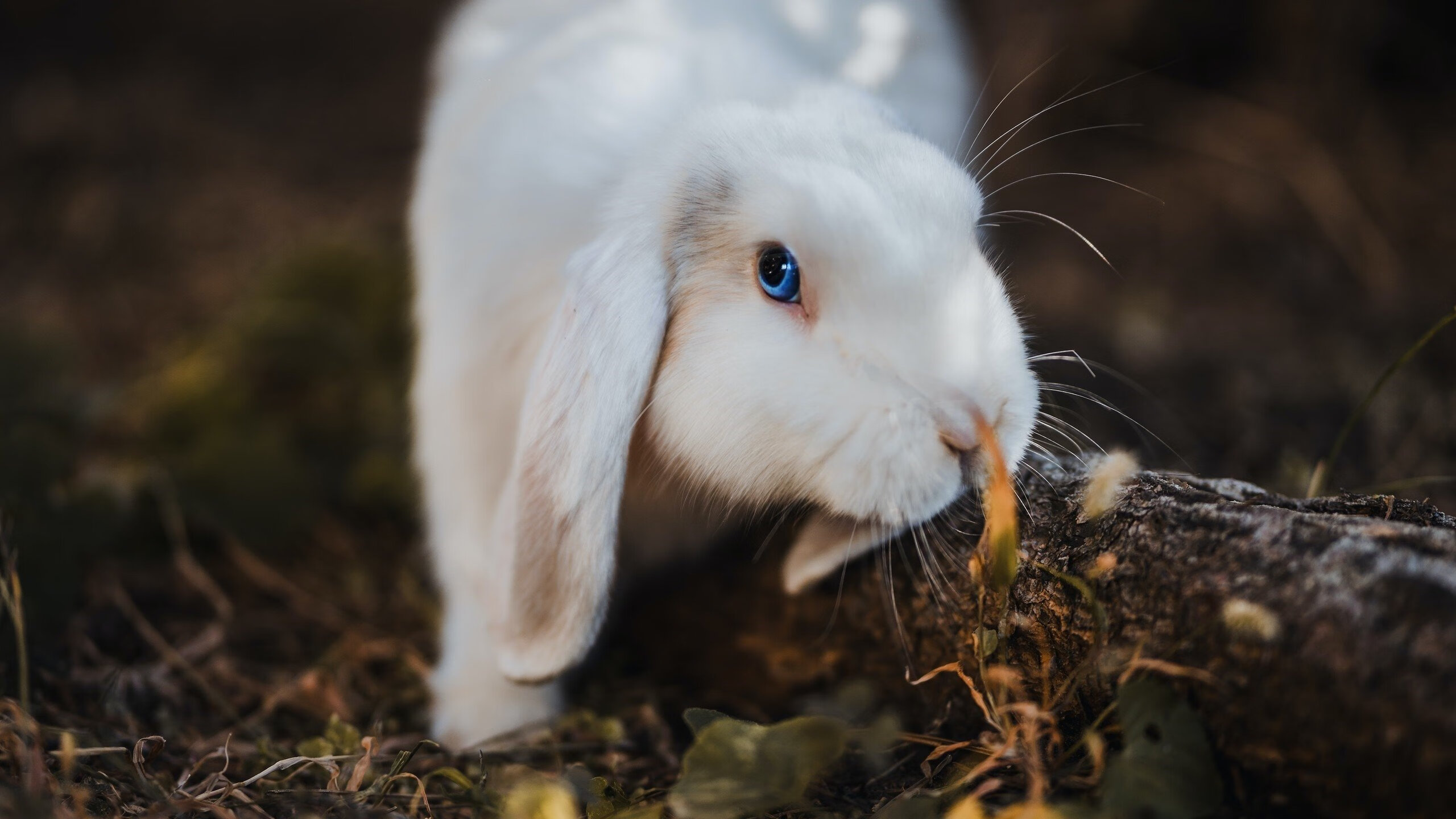 爱游戏体育官方网站-美洲杯天王表现：逆天操作让人惊叹，美洲杯得分王