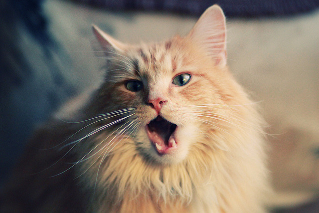 爱游戏综合娱乐-菲律宾球迷文化吸睛，赛事转播收视攀升，菲律宾海外球员