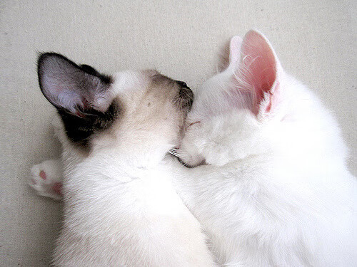 赞比亚男篮在非洲锦标赛中夺冠,开启体育崛起新篇章,非洲杯冠军赞比亚