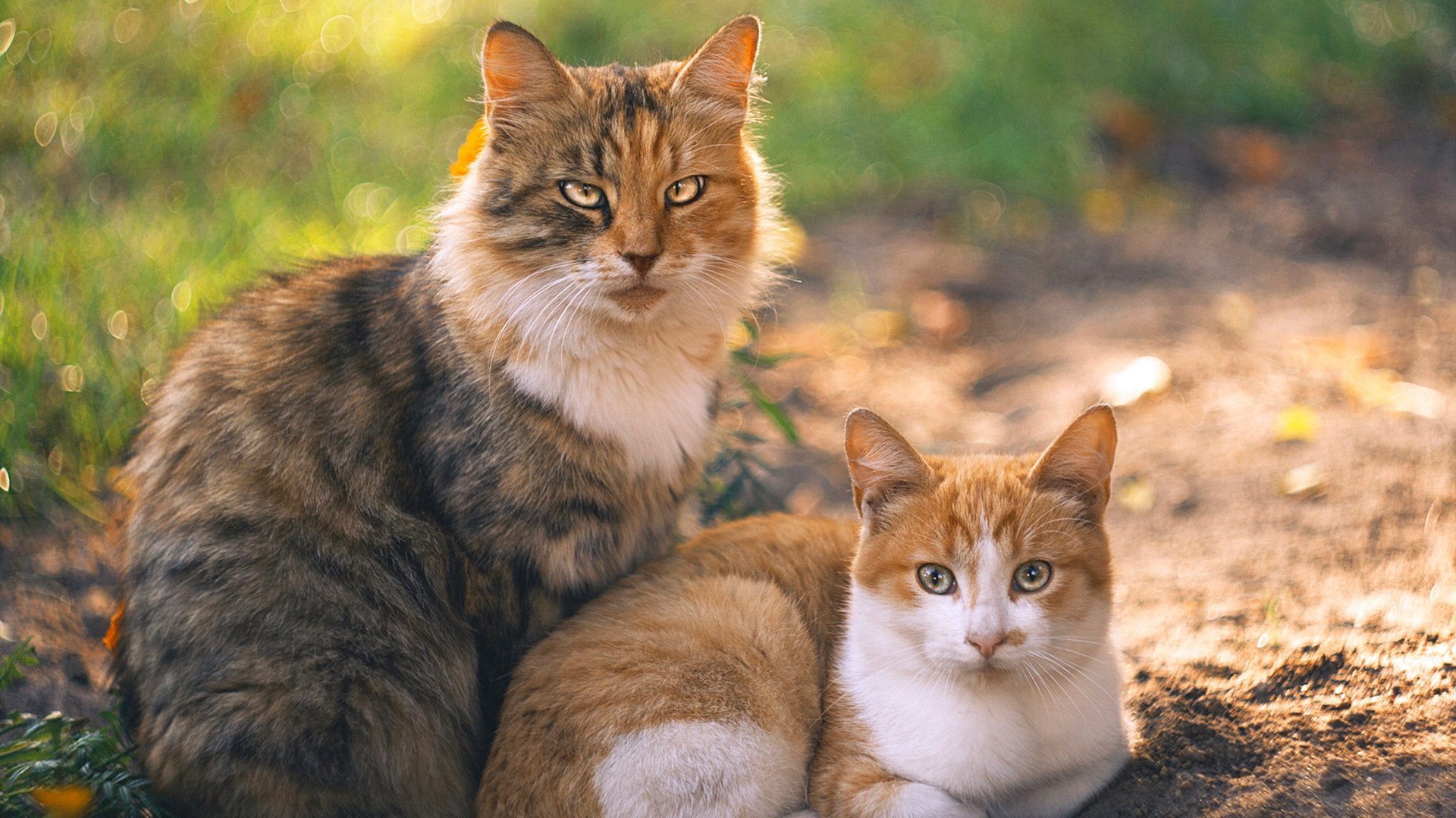 阿莱克西蝶泳决赛表现近乎零失误,阿莱克西亚唱的歌
